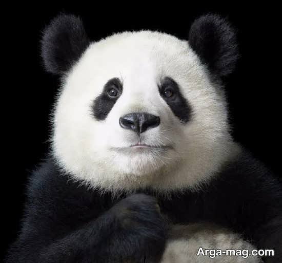  عکس پاندا برای بک گراند گوشی موبایل