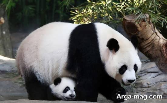  عکس پاندا برای بک گراند گوشی موبایل