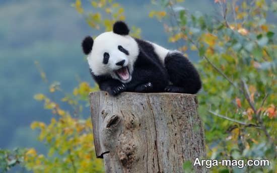  عکس پاندا برای بک گراند گوشی موبایل