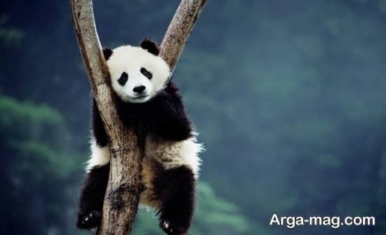  عکس پاندا برای بک گراند گوشی موبایل