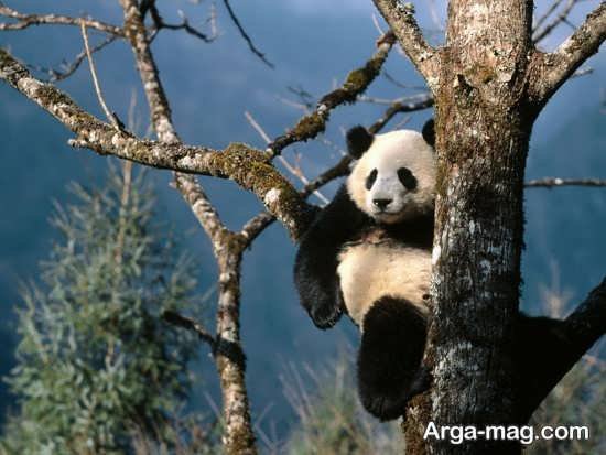  عکس پاندا برای بک گراند گوشی موبایل