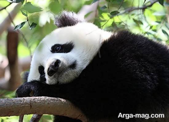  عکس پاندا برای بک گراند گوشی موبایل