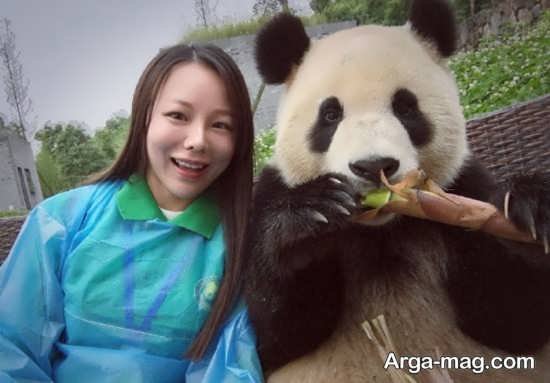  عکس پاندا برای بک گراند گوشی موبایل