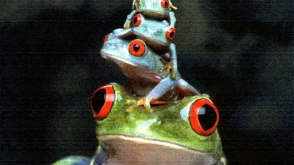  عکس قورباغه های جالب