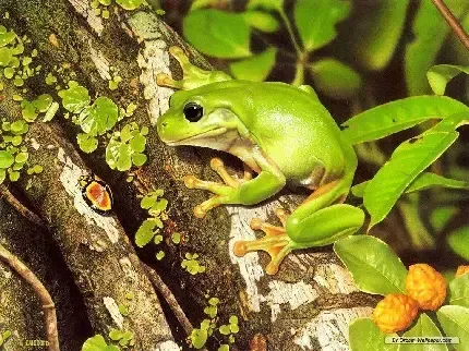  عکس قورباغه های جالب