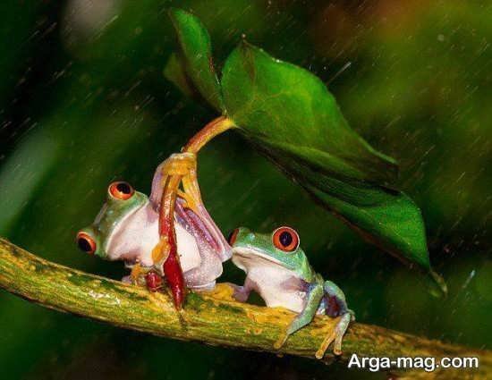 عکس قورباغه کیوت واقعی