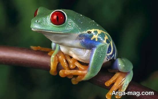  عکس قورباغه کیوت واقعی