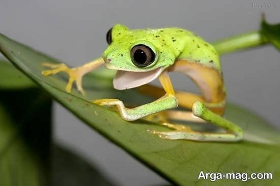  عکس قورباغه کیوت واقعی