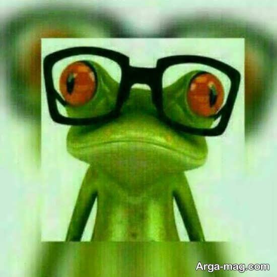  عکس قورباغه کیوت واقعی