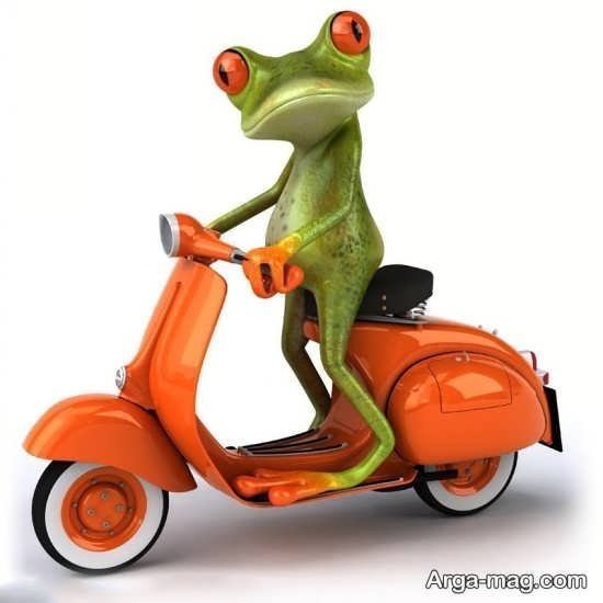  عکس قورباغه کیوت واقعی