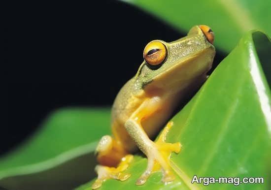  عکس قورباغه کیوت واقعی