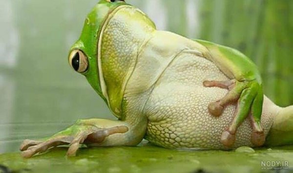  عکس قورباغه واقعی
