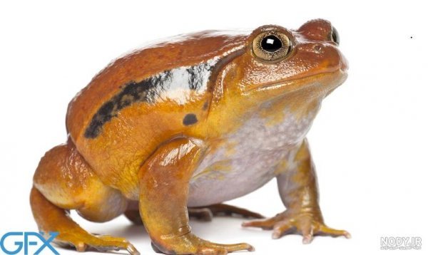  عکس قورباغه واقعی