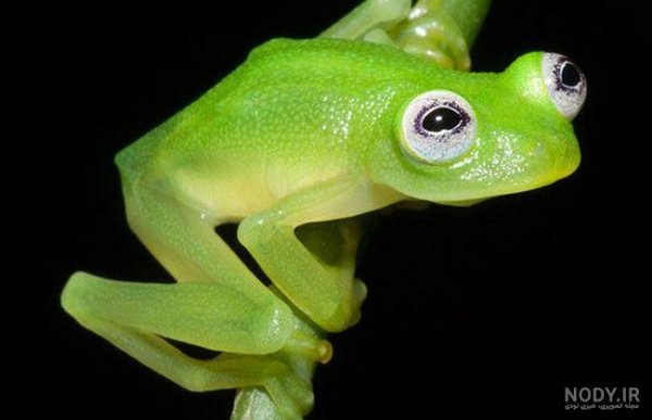  عکس قورباغه واقعی