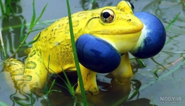  عکس قورباغه واقعی