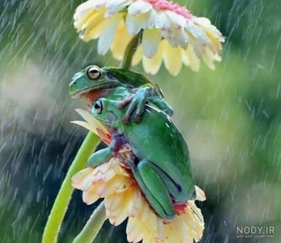  عکس قورباغه واقعی