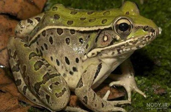  عکس قورباغه واقعی