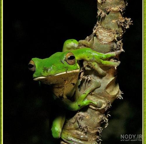  عکس قورباغه واقعی
