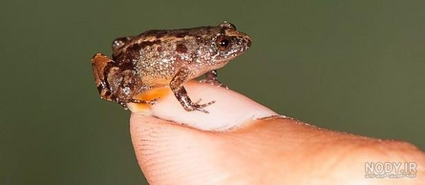  عکس قورباغه واقعی