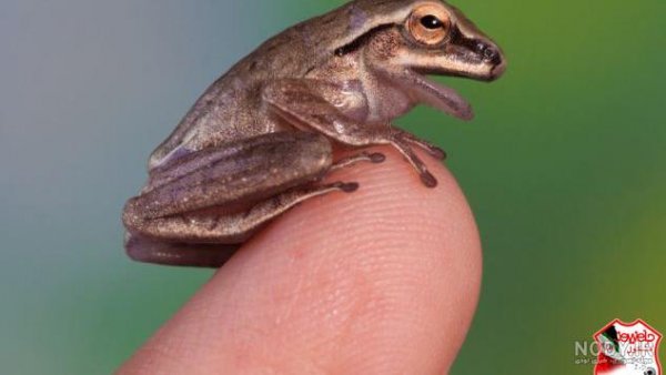  عکس قورباغه واقعی