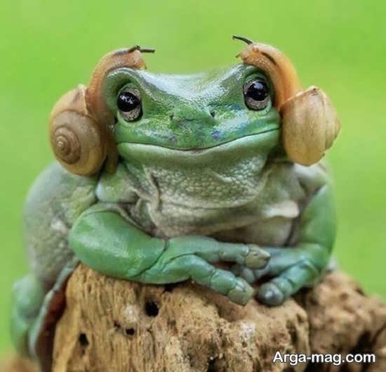 عکس قورباغه برای پروفایل