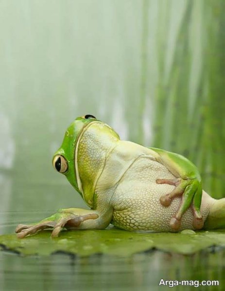  عکس قورباغه برای پروفایل