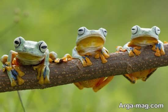  عکس قورباغه برای پروفایل