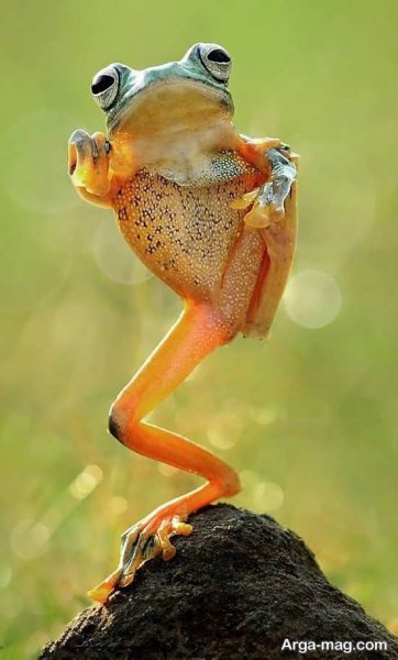  عکس قورباغه برای پروفایل