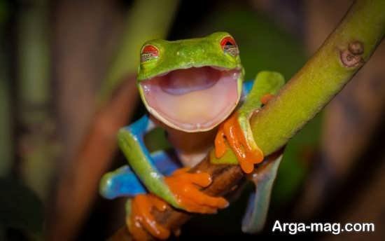  عکس قورباغه برای پروفایل