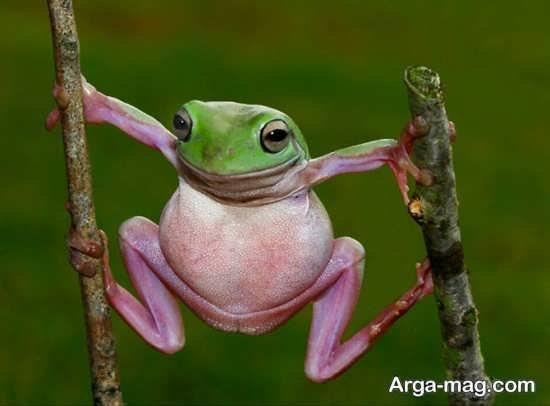  عکس قورباغه برای پروفایل