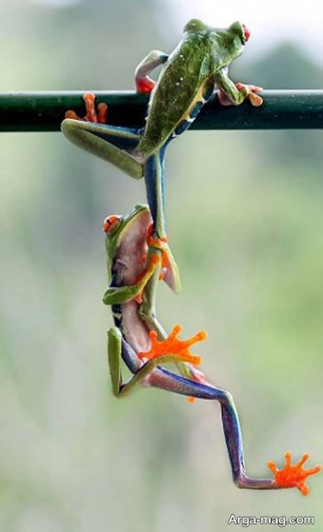  عکس قورباغه برای پروفایل