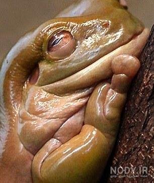 عکس قورباغه کارتونی