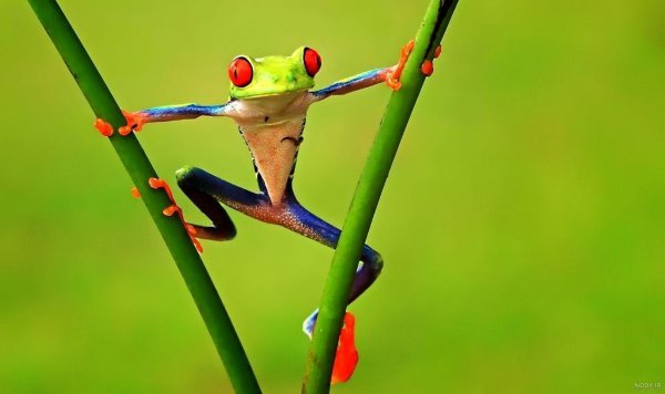 عکس قورباغه کارتونی