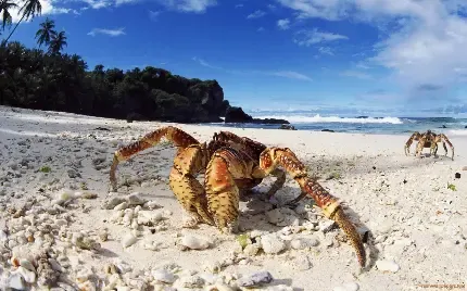  عکس خرچنگ واقعی