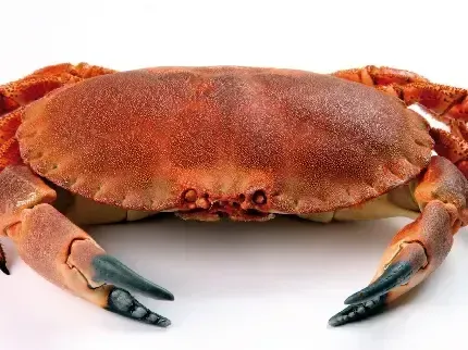  عکس خرچنگ بزرگ