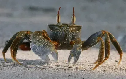  عکس خرچنگ بزرگ