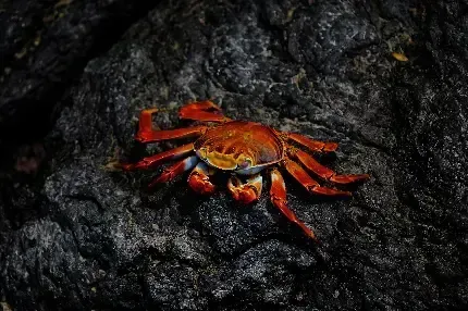  عکس خرچنگ بزرگ