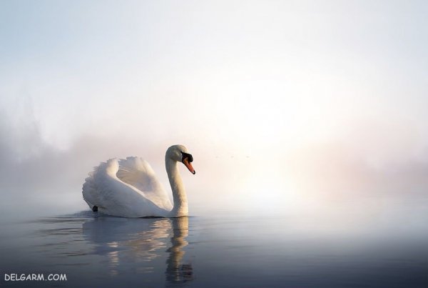 عکس قوهای زیبا