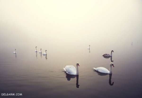 عکس قو برای پروفایل