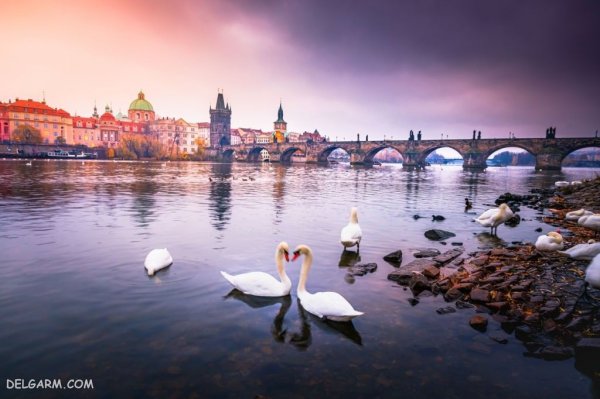  عکس قوهای زیبا