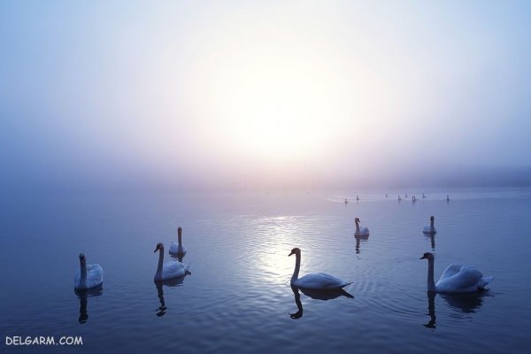 عکس قو برای پروفایل