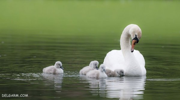 عکس قو برای پروفایل