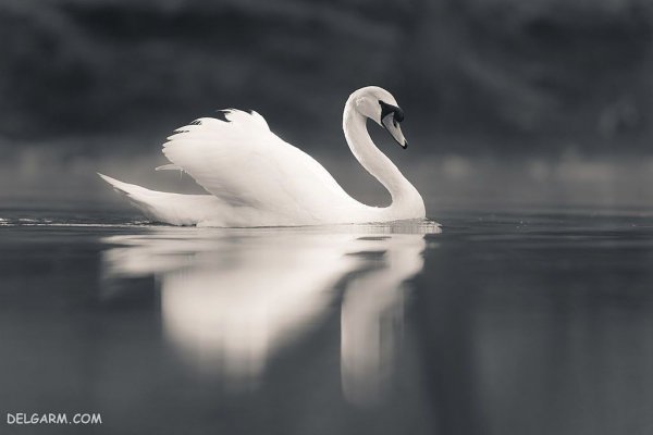 عکس قو برای پروفایل