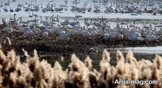 عکس پروفایل قو