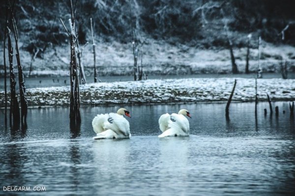  عکس پروفایل قو