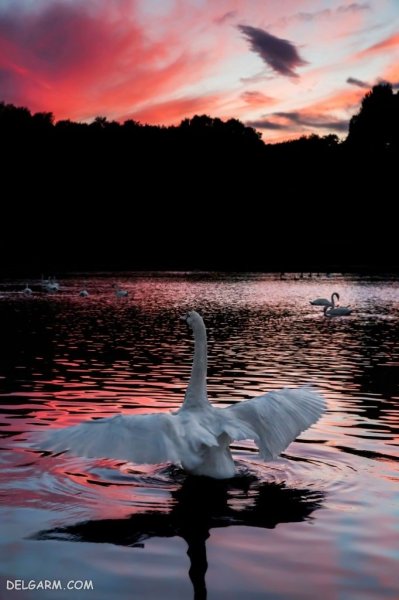  عکس پروفایل قو