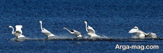  عکس پروفایل قو