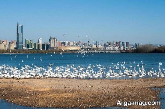  عکس پروفایل قو