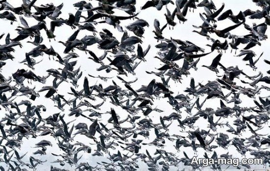  عکس پروفایل قو