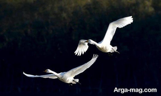  عکس پروفایل قو